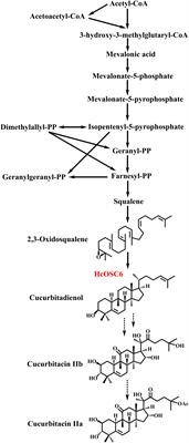 Site-directed mutagenesis identified the key active site residues of 2,3-oxidosqualene cyclase HcOSC6 responsible for cucurbitacins biosynthesis in Hemsleya chinensis